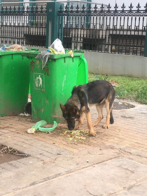 警犬风采，云南一警犬连续四周荣登基地通报